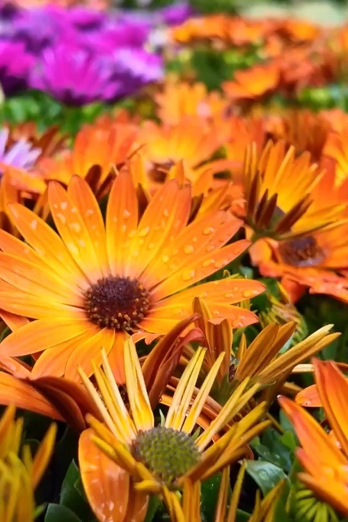 Planting the seeds for record growth with Perrywood Garden Centres